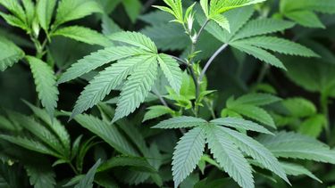 cuba descarta legalizar la marihuana