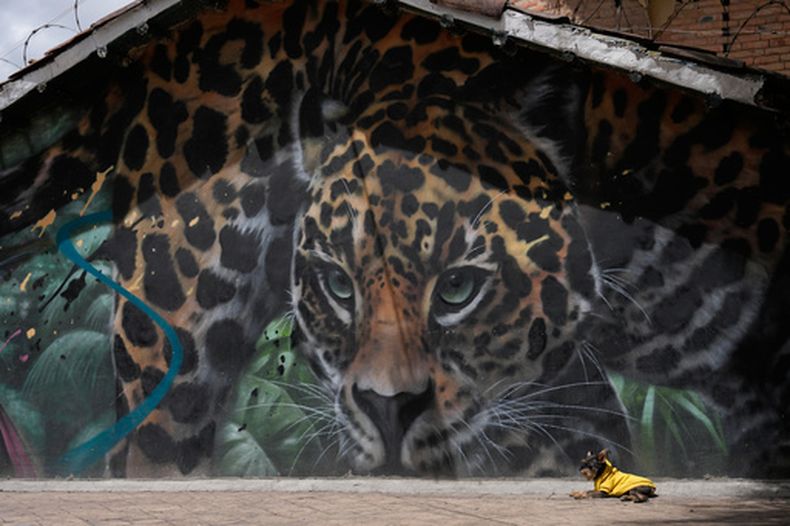 Un perro con abrigo descansa frente al mural de un jaguar pintado al costado de una casa, el martes 6 de octubre de 2026, en el centro de Bogotá. (AP Foto/Fernando Vergara)