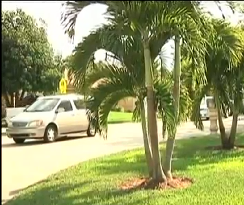 Vecinos de un complejo residencial del suroeste de Miami están en pie de guerra contra el condado luego de que las autoridades les exigieron cortar unas palmas ornamentales colocadas frente a una escuela.