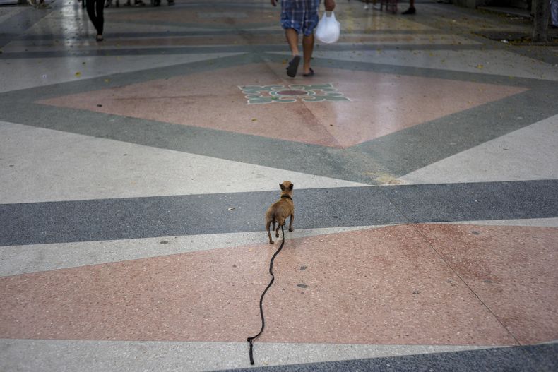 Un perro con correa camina detrás de su dueño en La Habana, Cuba, el sábado 28 de septiembre de 2024. (AP Foto/Ramón Espinosa)
