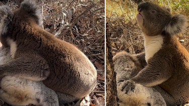 video: desgarrador momento de un koala en duelo por la muerte de su companera