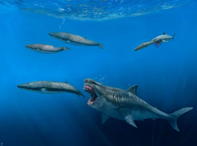 AMN-CIE MEGALODONTES
