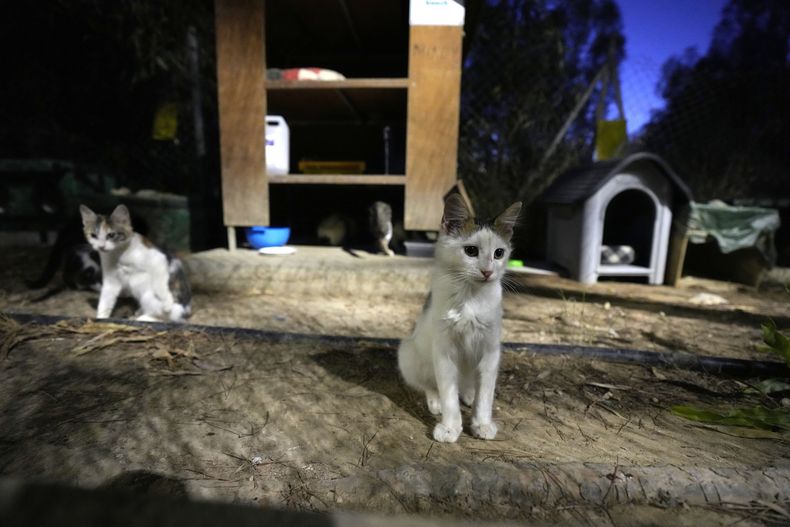 ARCHIVO - Gatos en un refugio en Nicosia, Chipre, 19 de julio de 2023. La asociación de veterinarios de Chipre respaldó el viernes 4 de agosto de 2023 una decisión del gobierno de permitir el uso de la medicación contra el coronavirus humano para combatir una mutación local de un virus felino que ha matado a miles de animales en la isla del Mediterráneo. (AP Foto/Petros Karadjias, File)