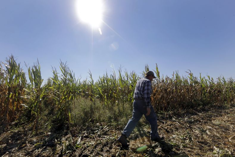 En imagen del 16 de octubre de 2013 se aprecia al agricultor Larry Hasheider recorriendo los campos de ma&iacute;z de su granja en Okawville, Illinois. (Foto de AP/Jeff Roberson, archivo)
