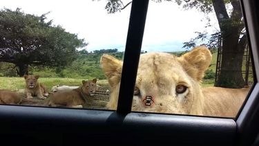 video: en medio de la sabana africana un leon abrio la puerta de su auto