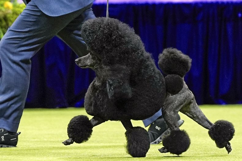 ARCHIVO — Sage, un caniche miniatura, gana el concurso de mejor espectáculo durante la exhibición canina del Westminster Kennel Club 148th, el 14 de mayo de 2024, en el Centro Nacional de Tenis Billie Jean King de la USTA en Nueva York. (Foto AP/Julia Nikhinson, archivo)