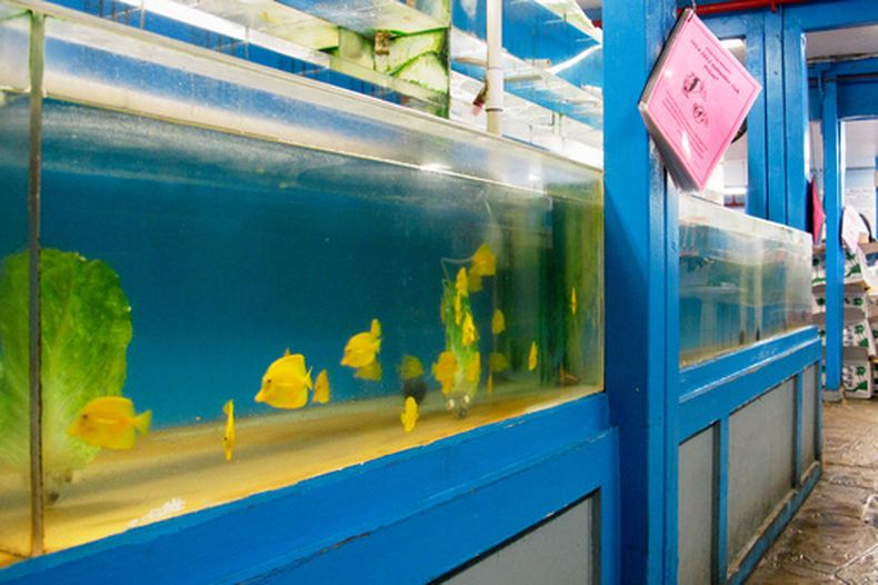 ARCHIVO - Peces cirujano amarillo se desplazan en un acuario de una tienda, el 25 de junio de 2014, en Aiea, Hawai. (AP Foto/Audrey McAvoy, archivo)