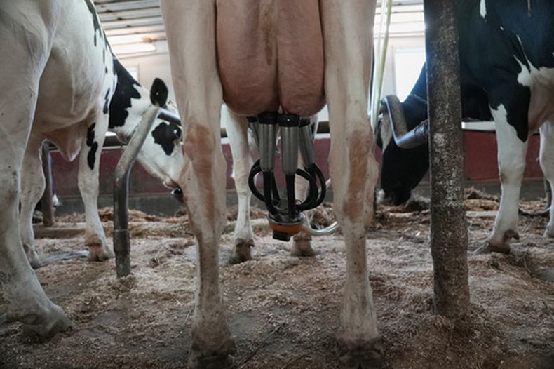 Una vaca ordeñada en Ronnybrook Farm, que utiliza el método de pasteurización, en Ancramdale, Nueva York, el 22 de abril de 2026. (AP Photo/Mary Conlon)