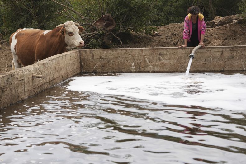 Una vaca aguarda para beber mientras una mujer llena un depósito de agua durante una intensa sequía en la montaña Suva Planina, el jueves 17 de julio de 2025, en el sureste de Serbia. (AP Foto/Darko Vojinovic)