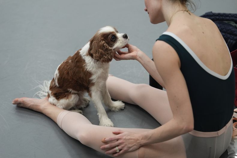 Unity Phelan acaricia a su perro, Pippin, después de un ensayo para su papel de Odette, la reina de los cisnes en El lago de los cisnes del Ballet de la Ciudad de Nueva York, el martes 25 de febrero de 2025, en Nueva York. (Foto AP/Julia Demaree Nikhinson)