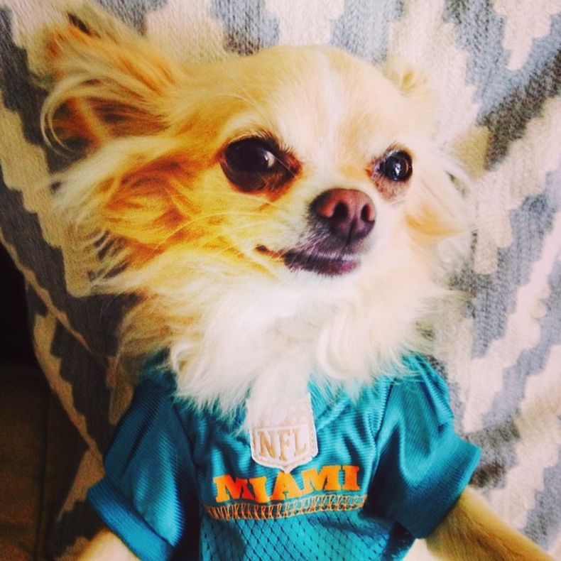 Conozca cuáles son los ciclos más importantes en cada animal.