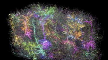 Esta imagen proporcionada por el Instituto Allen el 8 de abril de 2025 muestra una representación digital de las neuronas en una sección del cerebro de un ratón, parte de un proyecto para crear el mapa más grande hasta la fecha del cableado y la función del cerebro, en Seattle, Washington. (Forrest Collman/Instituto Allen vía AP)