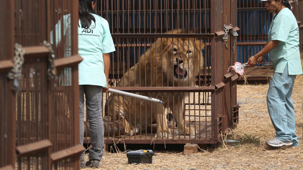 Curan dientes a leones maltratados en circos de Perú, image size:1200x675
