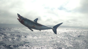 heridos pero a salvo: liberan a cuatro tiburones atrapados ilegalmente en chile