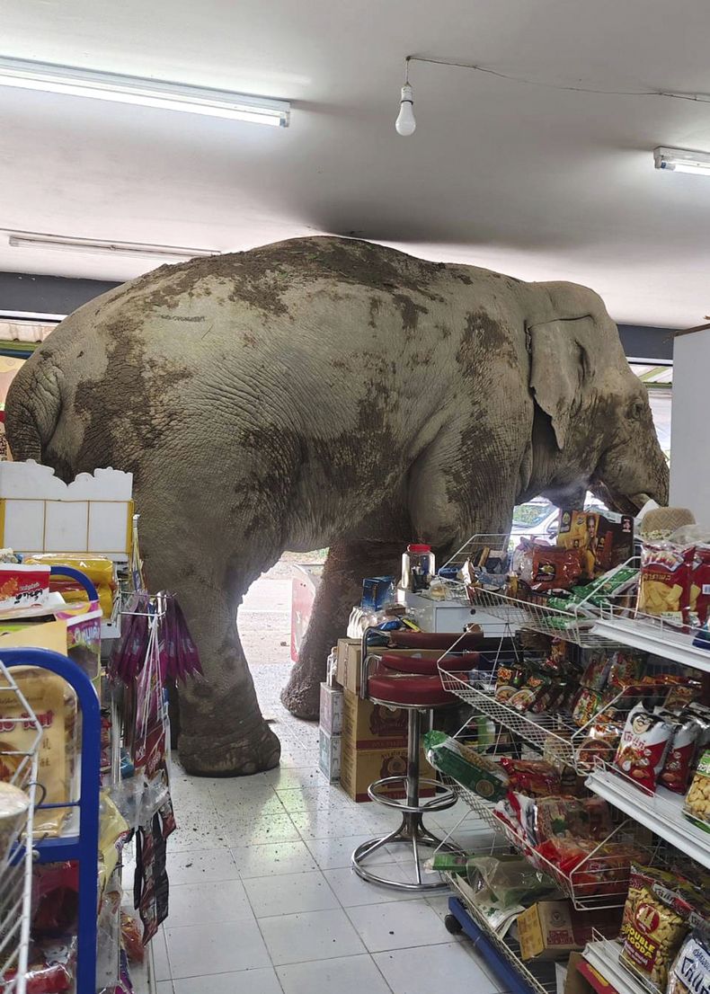 Un elefante, Plai Biang Lek, asalta un supermercado en la provincia de Nakhon Ratchasima, en Tailandia, el 2 de junio de 2025. (Kanokporn Sriboon vía AP)