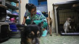 Perros y gatos disponibles para adoptar que viven en el refugio Adopciones por Amor en La Habana, Cuba, el miércoles 2 de octubre de 2024. (AP Foto/Ramón Espinosa)