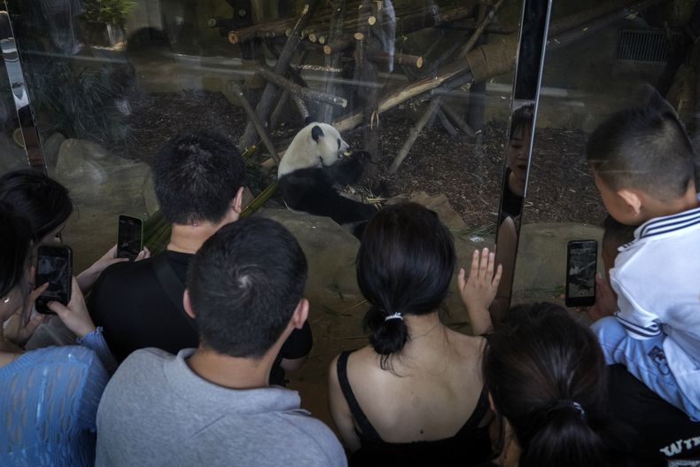 ARCHIVO - Visitantes miran a Tao Bang, uno de los osos pandas regresados de Shirahama, en el oeste de Japón, en febrero de este año mientras come bambú en la Base de Investigación de Chengdu de Cría de Pandas Gigantes, en la provincia de Sichuan, el 9 de septiembre de 2023. Un hombre fue expulsado de por vida del centro por arrojar objetos a los animales. (AP Foto/Andy Wong, Archivo)
