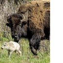 Esta fotografía del 4 de junio de 2024 muestra una rara cría blanca de bisonte, nacida en el Valle Lamar del Parque Nacional de Yellowstone, en Wyoming. (Erin Braaten/Dancing Aspens Photography vía AP)