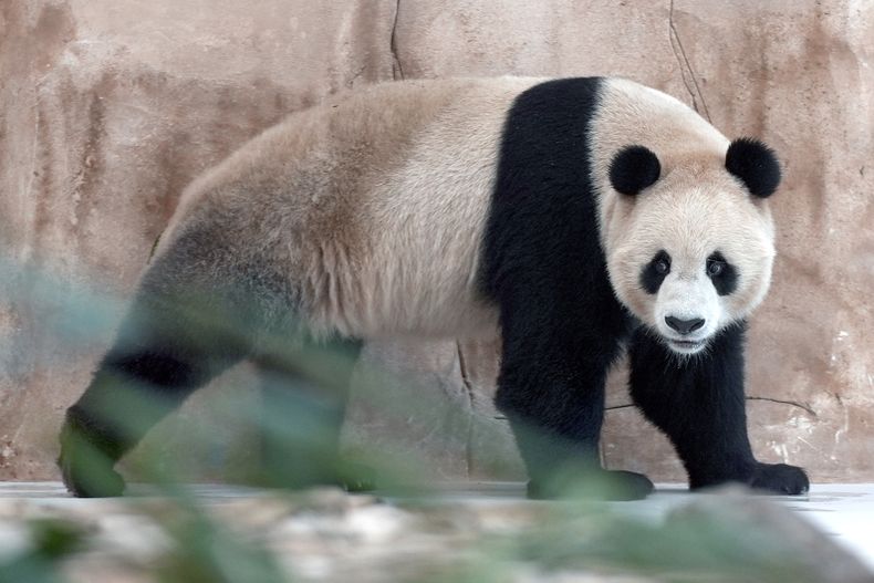 DEP-FUT MUNDIAL QATAR-PANDAS