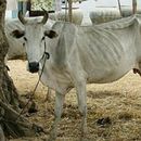 Se "esfuman" casi 7000 cabezas de ganado en Villa Clara