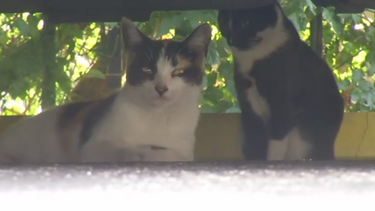 americateve | GATOS.png