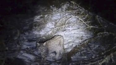 Foto tomada de video difundido por la Real Sociedad Zoológica de Escocia muestra a un lince en el Parque Nacional Cairngorms, Escocia, el 9 de diciembre del 2024. (Real Sociedad Zoológica via AP)