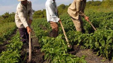 americateve | Campesinos acusan a funcionarios de la Agricultura de corrupción e impedir que vendan libremente el producto de sus cosechas.