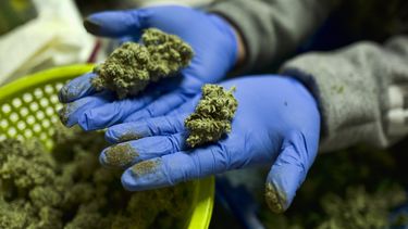 EEUU: Presentan en Congreso medidas para legalizar marihuana