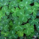 Día de San Patricio en Miami