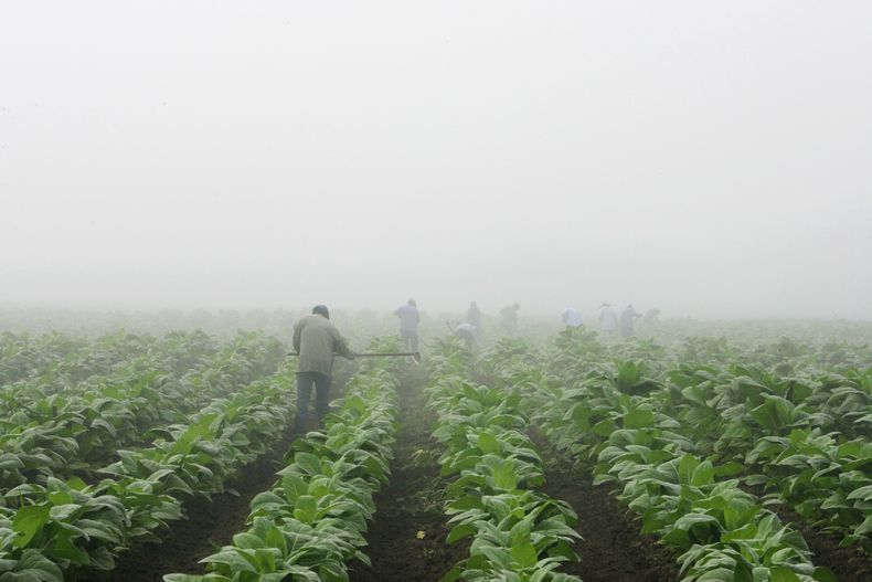 Fotograf&iacute;a de archivo muestra trabajadores agr&iacute;colas limpiando de maleza un campo de tabaco cerca de Warsaw, Kentucky, el 10 de julio de 2008. (Foto AP/Ed Reinke, archivo)