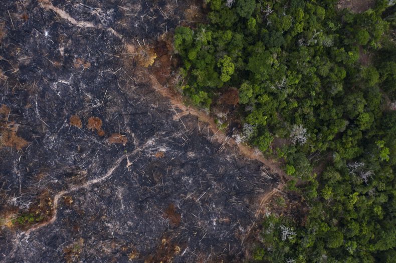 AMS-GEN AMAZONIA-DEFORESTACIÓN