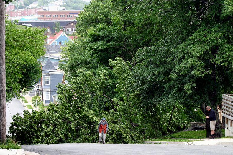 Residents observan un &aacute;rbol ca&iacute;do a causa de las tormentas provocadas por el hurac&aacute;n Arthur que derrib&oacute; l&iacute;neas de transmisi&oacute;n de electricidad  en Dartmouth, Nueva Esocia, Canad&aacute;. (Foto de AP/The Canadian Pr