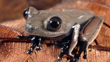 americateve | Fotograf&iacute;a distribuida el jueves 3 de octubre de 2013 por el grupo ecologista Conservation International muestra una rana arb&oacute;rea color marr&oacute;n apodada "rana cacao", descubierta en Surinam, que podr&iacute;a ser una nueva esp