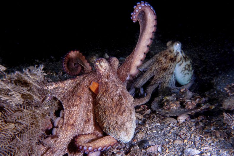 En la imagen, proporcionada por investigadores en septiembre de 2024 se muestra el apareamiento de una pareja de Octopus americanus salvajes, uno de los cuales “levanta” el brazo. (Chelsea Bennice vía AP)