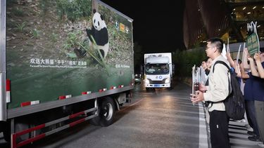 En esta imagen publicada por la agencia de noticias Xinhua, varios vehículos trasladan a una pareja de pandas gigantes, Ping Ping y Fu Shuang, desde la Base de Investigación de Cría de Pandas Gigantes en Chengdu , en el suroeste de la provincia china de Sichuan, el sábado 26 de octubre de 2026. (Xu Bingjie/Xinhua via AP)