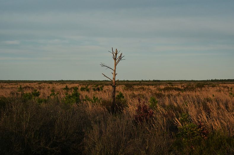 Un árbol dañado por el fuego sigue en pie en una zona de turbera el martes 5 de mayo de 2026, en Belhaven, Carolina del Norte. (AP Foto/Joshua A. Bickel)