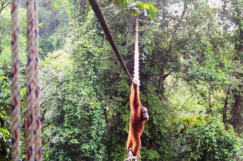 Foto no fechada, entregada por la Sociedad de Orangutanes de Indonesia/TaHuKah, que muestra a un orangután cruzando un puente sobre una vía en Pakpak Bharat, Sumatra Norte, Indonesia. (Sociedad de Orangutanes de Indonesia/TaHuKah via AP)