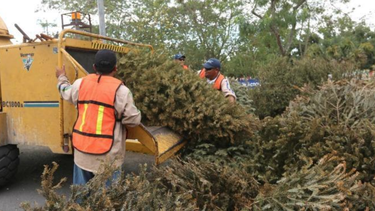el condado de miami dade ofrece programa para desechar los arbolitos de navidad naturales