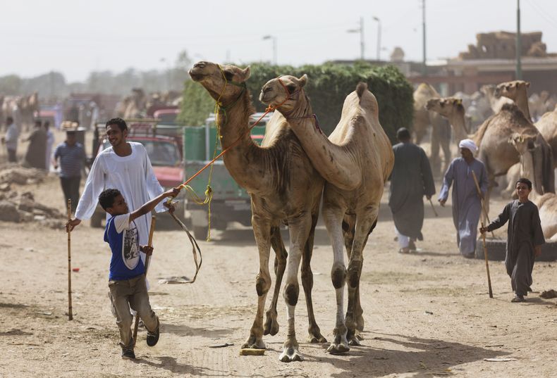 Foto de archivo del 31 de mayo que muestra a un ni&ntilde;o que conduce a un camello en el mercado en Egipto. Autoridades de salud encontraron un misterioso virus en manadas de camellos de Qatar que est&aacute; ligado a una enfermedad respiratoria que afe