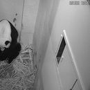 Celebran nacimiento de panda gigante en Washington
