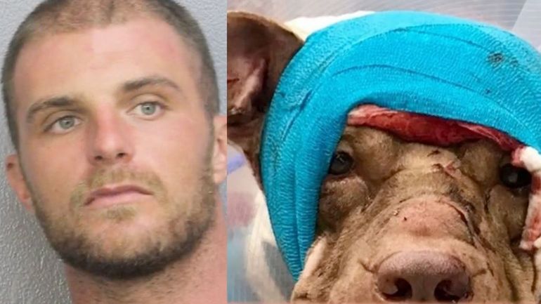 Condenan a 10 años de cárcel hombre de Broward por apuñalar a un cachorro Pitbull