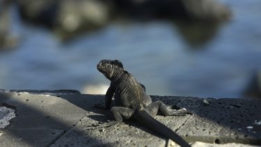 Estudio: Más de 5ta parte de los reptiles están en peligro