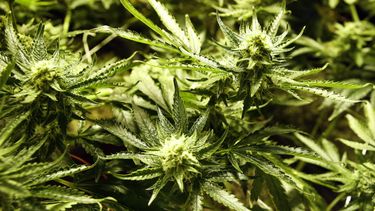 EEUU da pautas a bancos para dinero de marihuana