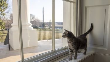 Los Biden tienen nueva mascota: una gatita de dos años