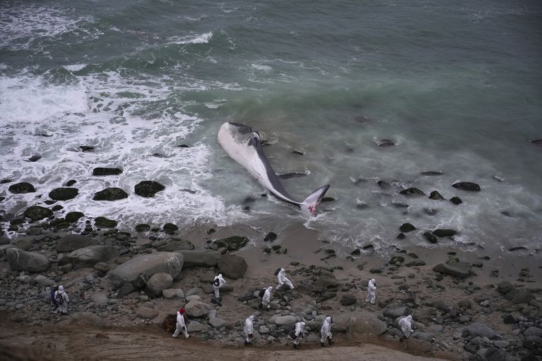 Trabajadores municipales junto a una ballena muerta en la playa de Punta Hermosa em Lima, Perú, el jueves 17 de agosto de 2023. (AP Foto/Guadalupe Pardo)