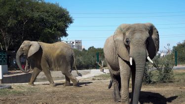 Un grupo de elefantes en el parque safari de Karachi, Pakistán, el domingo 8 de diciembre de 2024. (AP Foto/Fareed Khan)