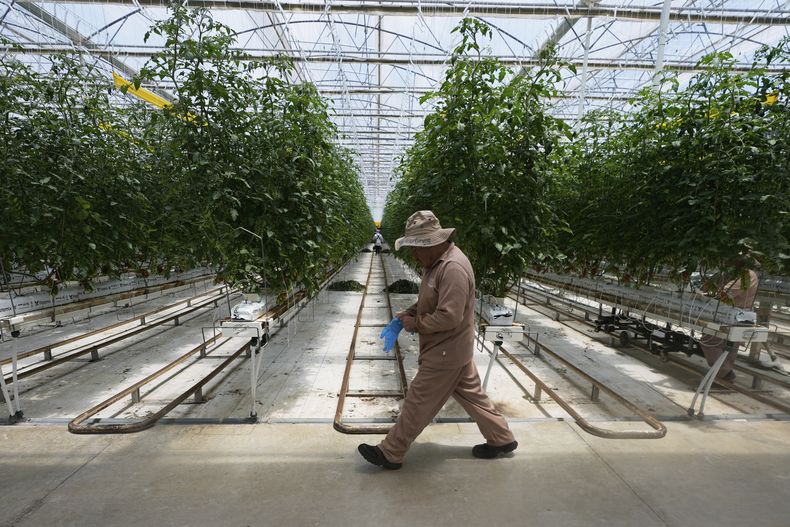 Un trabajador camina entre plantas de tomate en un invernadero de la granja Veggie Prime, que exporta a Estados Unidos, en Ajuchitlán, México, el miércoles 23 de julio de 2025. (AP Foto/Marco Ugarte)