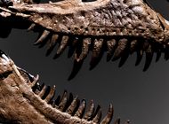 ny: subastan dinosaurio de hace 76 millones de anos