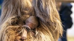 Un cachorro de perezoso con su madre en el Zoológico y Sociedad de Conservación de Palm Beach, el martes 30 de enero de 2024, en West Palm Beach, Florida. (Palm Beach Zoo vía AP)