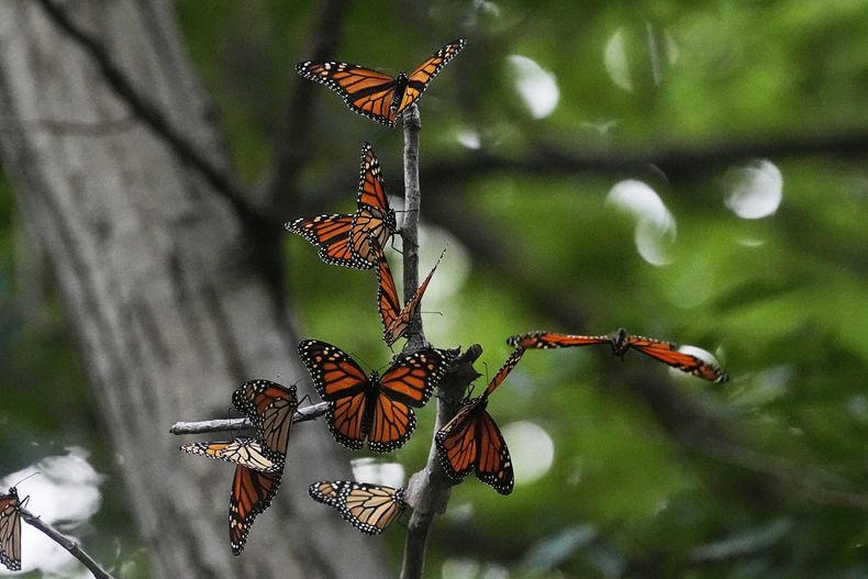 ARCHIVO - Las mariposas monarca de Canadá se detienen a descansar en Wendy Park en su camino a México, el 12 de septiembre de 2023, en Cleveland. (AP Foto/Sue Ogrocki, Archivo)